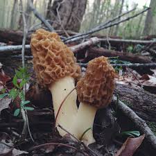 The dried form is more expensive per pound because the mushrooms are lighter, and it takes many more to make up a pound. On The Hunt For Morel Mushrooms In Indiana Em S On The Road