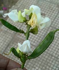 Image result for Dolichos trilobus