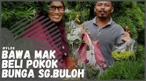 Sungei buloh wetland reserve is singapore's first asean heritage park. Nursery Plant Sungai Buloh Banyak Pokok Bunga Cantik Dan Murah