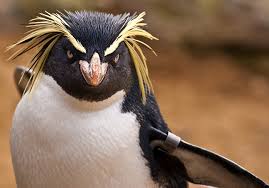 And not famus at all. This Is How Birds See The World As Compared To Humans And It S Pretty Amazing Bored Panda
