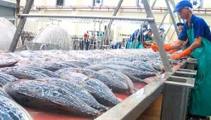Poisson La Penurie De Thon Fait Grimper Le Prix