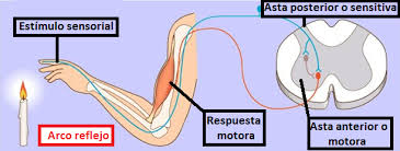 Anatomofisiología del cuerpo humano (página 2) - Monografias.com