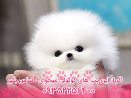 نژاد سگ پامرانین Pomeranian Dog – سایت پامرانین