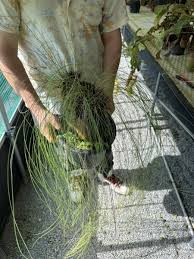 Image result for Coleochloa