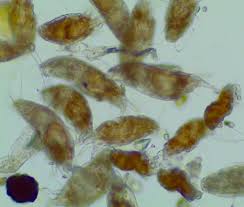 Image result for Pseudoprosopis