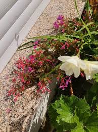 Image result for Dissotis glandulosa