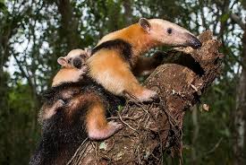 Image result for Antherothamnus