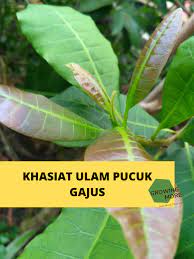 Berkemungkinan besar saya akan buat satu artikel lain khas untuk menceritakan khasiat pucuk gajus selain daripada yang dinyatakan di atas. Khasiat Ulam Pucuk Gajus Growing More H U B Team Facebook