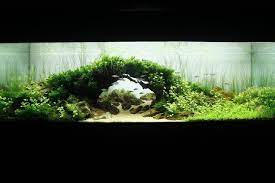 Aquascaping Categories My Own Take On It Aquascape Aquarium Landscape Aquascape Design