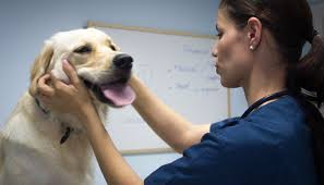 Animales perro mascota veterinaria gato lindo domesticado mamíferos piel veterinario. Consultas Veterinarios Playa Del Ingles Centro Veterinario Vista Cumbre En Maspalomas