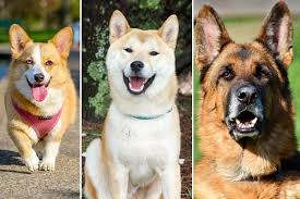This is going to be a large, protective dog that will make a good watch dog. Akita German Shepherd Mix Puppy