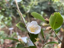 Image result for Cyanastrum johnstonii