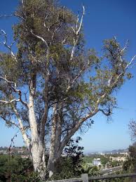 Image result for Melaleuca leucadendron