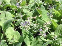 Image result for Salvia sclarea