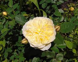 The pink one was introduced in france in 1851 and enchants rose lovers to these days. The Pilgrim Rosen