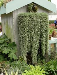 Image result for Dichondra