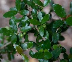 Image result for Hyperacanthus microphyllus
