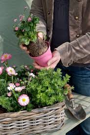 When planting for autumn, it's a good idea to practice crop rotation. Can You Plant Perennials In Autumn Yes Perennial Power