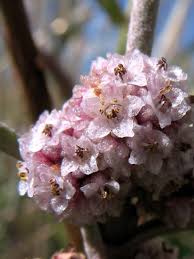 Image result for Cuscuta approximata