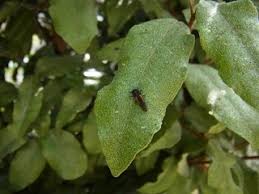 庭仕事と植物観察