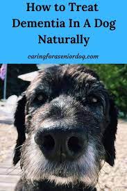 How To Treat Dementia In A Dog Naturally Caring For A Senior Dog Natural Dog Care Senior Dogs Care Holistic Dog Care