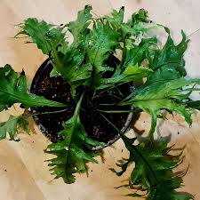 Image result for Microsorum punctatum