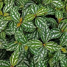 Image result for Pilea cadierei