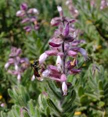 Image result for Syncolostemon