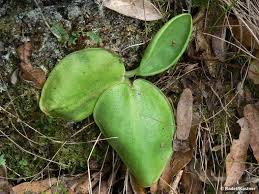 Image result for Pteronia acuminata