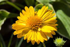 Fiori tipo margherite viola / immagini stock questa rosa. Scoprite La Gaillardia Fiore Simile Alla Margherita Che Resiste Al Gelo