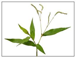 Image result for Persicaria barbata