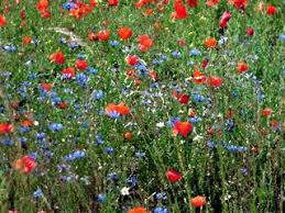 Wiese 4teachers Suchergebnisse Seite 10