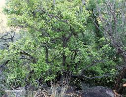 Image result for Maytenus undata