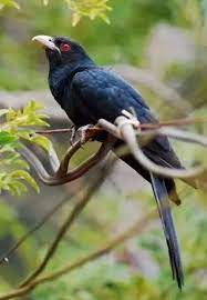 Often mistaken for a duck, the american coot is a rails. I Noticed A Bird Around My House That Was Black In Colour Had A Wheat Coloured Beak And Bright Red Eyes It Was The Size Of A Crow What Bird Is It
