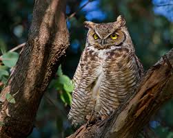 We did not find results for: Learn To Identify Five Owls By Their Calls Audubon