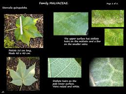 Image result for Sterculia quinqueloba