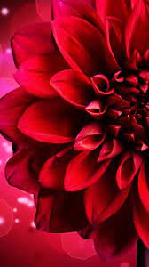 Pin By Val Smith On Brasil Dil Flower Wallpaper Red Wallpaper Dahlia Flower