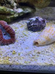 Check spelling or type a new query. Red Orange Stringy Worms In My Tank Disease Treatment Parasite Pest Control Singapore Reef Club The Number One Resources Portal And Community For All Saltwater Reef Aquarium Keeping Hobby In Asia