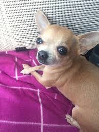 Here Is A Picture Of My Beautiful Bella With Snot On Her Nose Lol She S Turning 5 In May 3 Chihuahuas Cutedogs Ilovechihuahuas Littlemonsters Puppies 2020