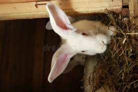 Image result for tbn:nuNU7FPK4A54yM::rvforsaleguide.com/images/bunny-resting-picture.jpg