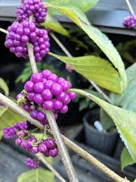 Image result for Kylicanthe