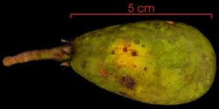 Image result for Maranthes