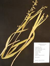 Image result for Fuirena ciliaris