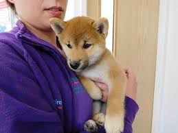 Shiba inu is up 126.01% in the last 24. How Much Do Shiba Inus Cost Uk