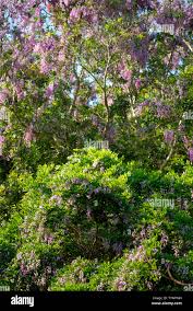 Image result for Millettia dura