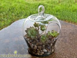 8 Diameter Apple Shaped Terrarium Terrarium Tabletop Terrarium Artificial Flowers And Plants