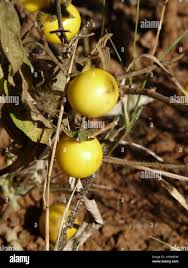 Image result for Solanum campylacanthum 'incanum type'