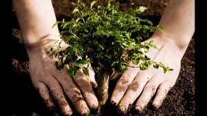 But not any old hole will do. Fall Is For Tree Planting And The More We Plant The Better Small Footprint Family