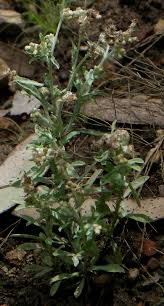 Image result for Gnaphalium polycaulon