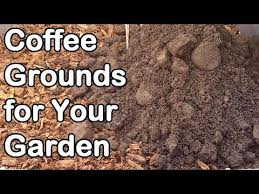 do you have leftover coffee grounds you can put them to good use in your garden eight different coffee grounds coffee grounds garden uses for coffee grounds